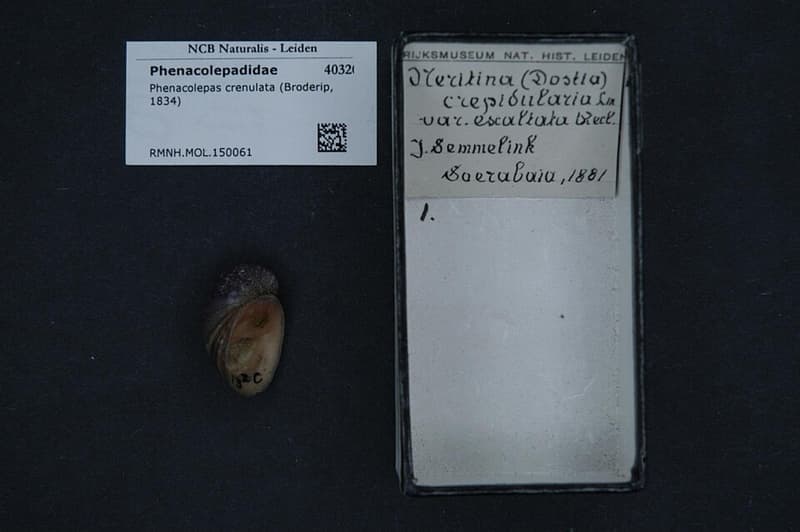 Red Lip Nerite Snail (Neritina violacea) — photo 2 of 5
