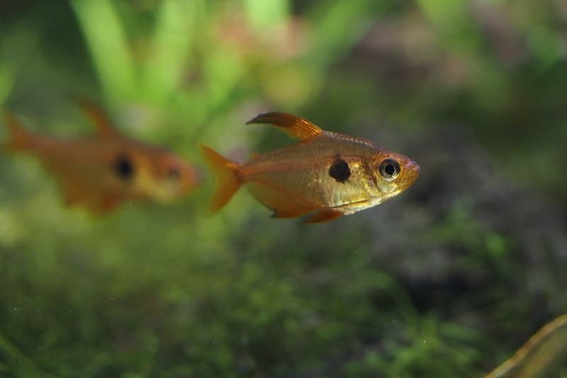 Red Phantom Tetra (Hyphessobrycon sweglesi) — photo 1 of 5
