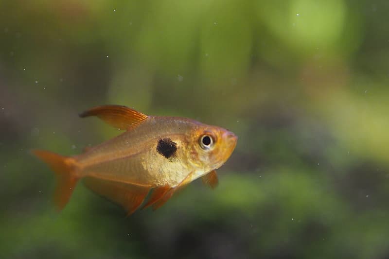 Red Phantom Tetra (Hyphessobrycon sweglesi) — photo 2 of 5
