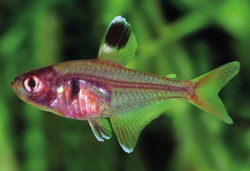 Red Phantom Tetra (Hyphessobrycon sweglesi) — photo 3 of 5