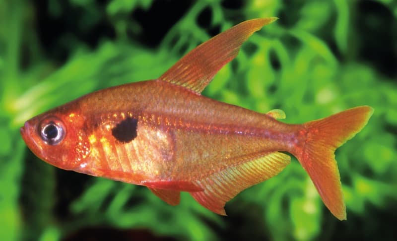 Red Phantom Tetra (Hyphessobrycon sweglesi) — photo 4 of 5