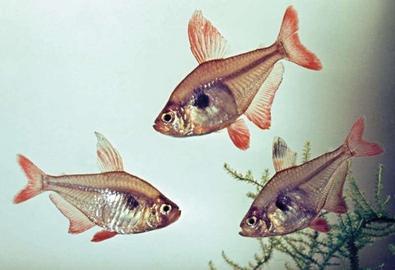 Red Phantom Tetra (Hyphessobrycon sweglesi) — photo 5 of 5