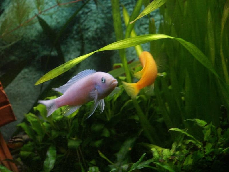 Red Zebra Cichlid (Maylandia estherae) — photo 1 of 5