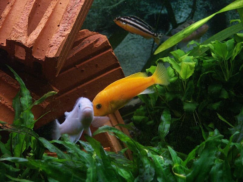 Red Zebra Cichlid (Maylandia estherae) — photo 2 of 5