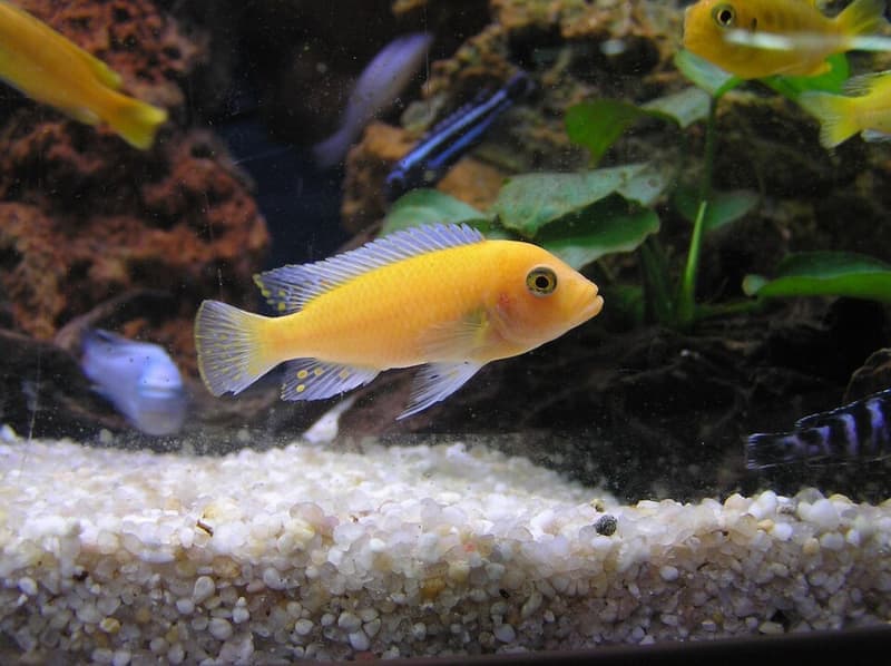 Red Zebra Cichlid (Maylandia estherae) — photo 3 of 5