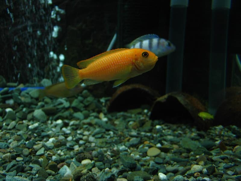 Red Zebra Cichlid (Maylandia estherae) — photo 4 of 5