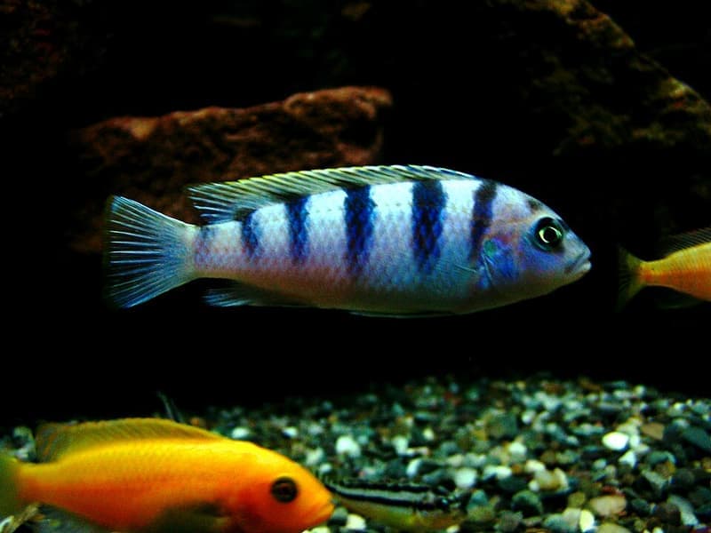 Red Zebra Cichlid (Maylandia estherae) — photo 5 of 5