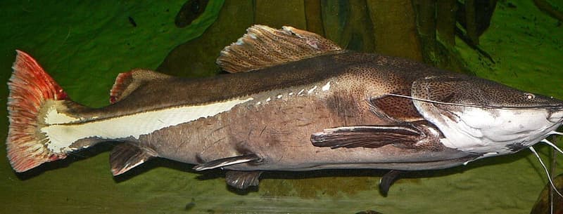 Redtail Catfish (Phractocephalus hemioliopterus) — photo 1 of 5