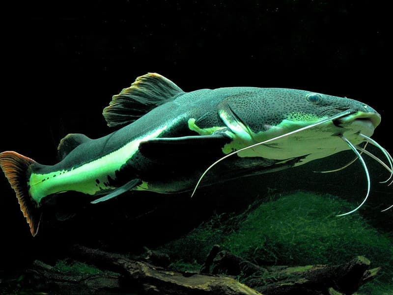 Redtail Catfish (Phractocephalus hemioliopterus) — photo 2 of 5