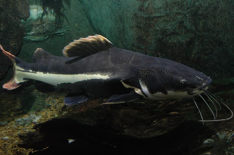 Redtail Catfish (Phractocephalus hemioliopterus) — photo 3 of 5