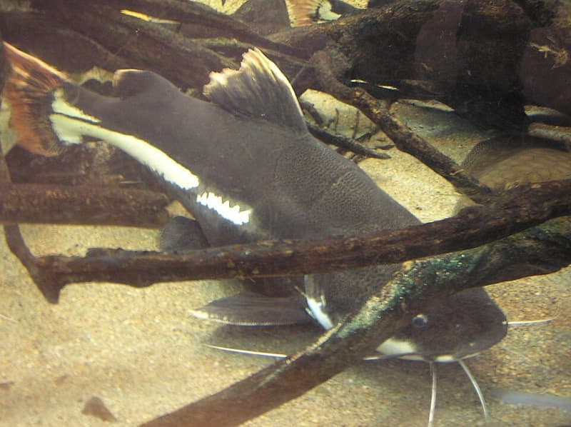 Redtail Catfish (Phractocephalus hemioliopterus) — photo 4 of 5