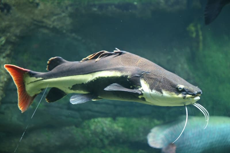 Redtail Catfish (Phractocephalus hemioliopterus) — photo 5 of 5
