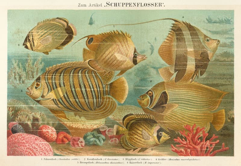 Regal Angelfish (Pygoplites diacanthus) — photo 1 of 5