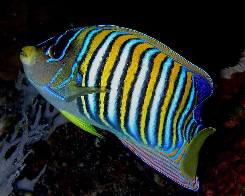 Regal Angelfish (Pygoplites diacanthus) — photo 2 of 5