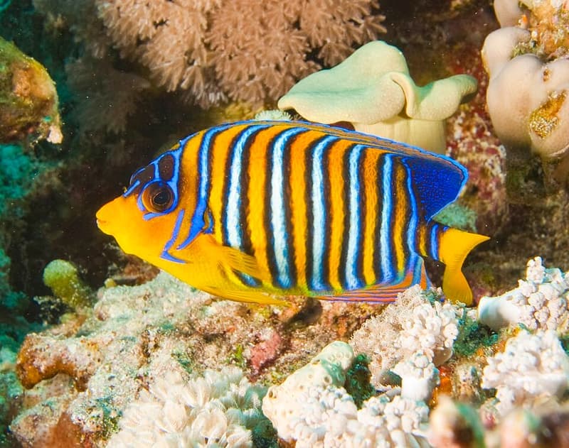Regal Angelfish (Pygoplites diacanthus) — photo 3 of 5