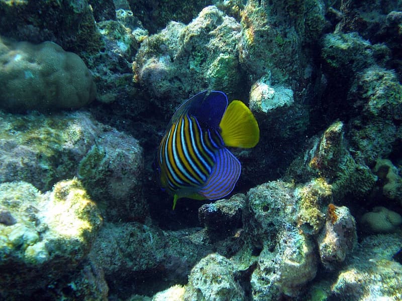 Regal Angelfish (Pygoplites diacanthus) — photo 4 of 5