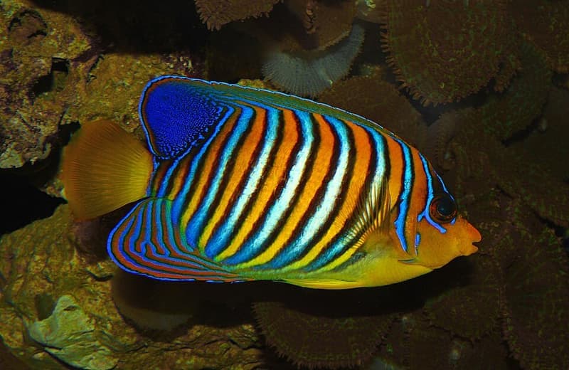 Regal Angelfish (Pygoplites diacanthus) — photo 5 of 5