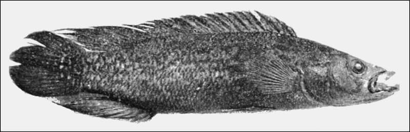 Ringtail Pike Cichlid (Crenicichla saxatilis) — photo 1 of 5