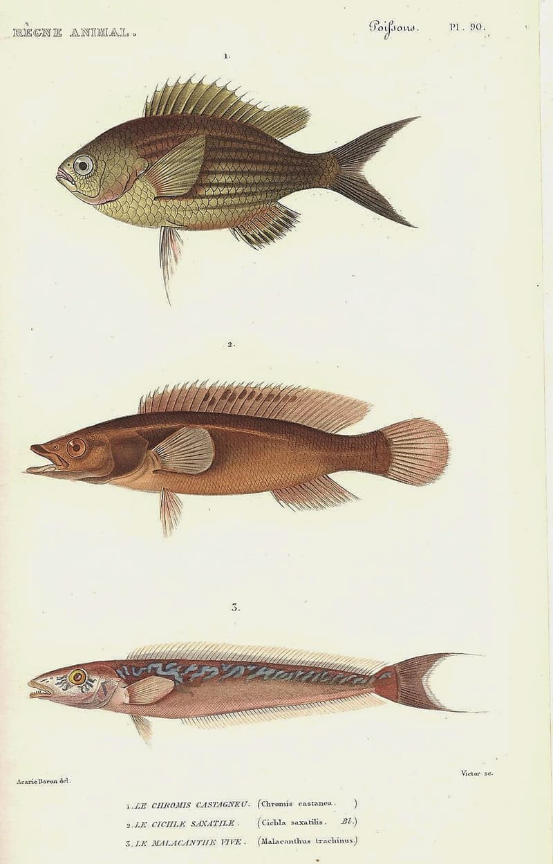 Ringtail Pike Cichlid (Crenicichla saxatilis) — photo 2 of 5