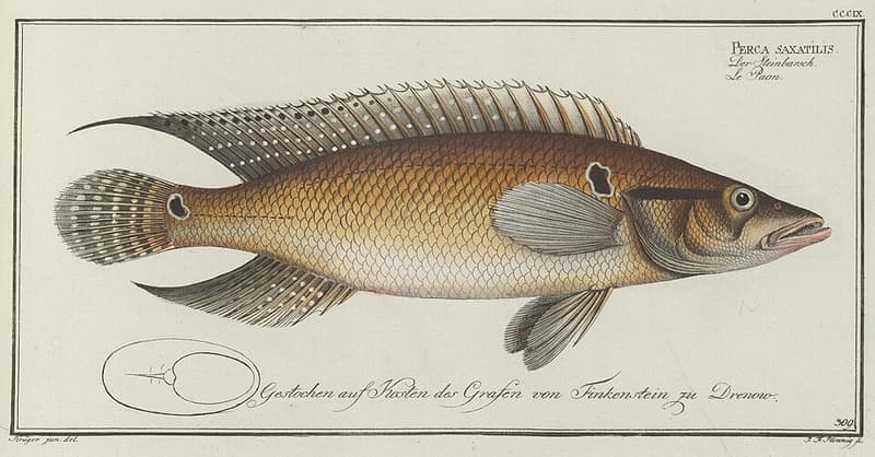 Ringtail Pike Cichlid (Crenicichla saxatilis) — photo 3 of 5