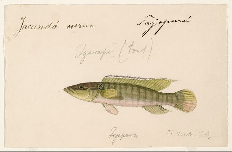 Ringtail Pike Cichlid (Crenicichla saxatilis) — photo 4 of 5