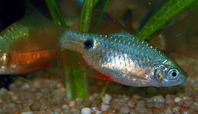 Rosy Barb (Pethia conchonius) — photo 1 of 3