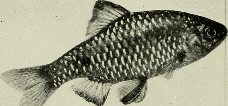 Rosy Barb (Pethia conchonius) — photo 2 of 3