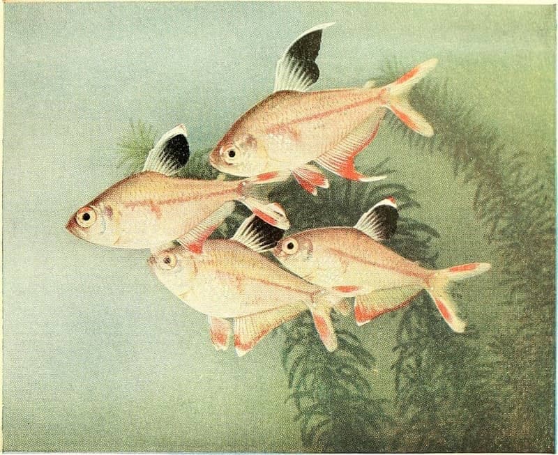 Rosy Tetra (Hyphessobrycon rosaceus) — photo 1 of 5