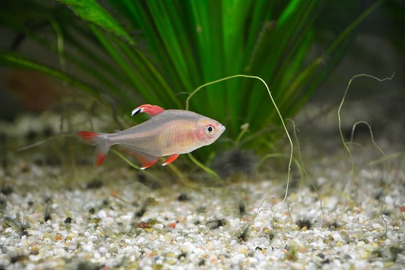 Rosy Tetra (Hyphessobrycon rosaceus) — photo 2 of 5