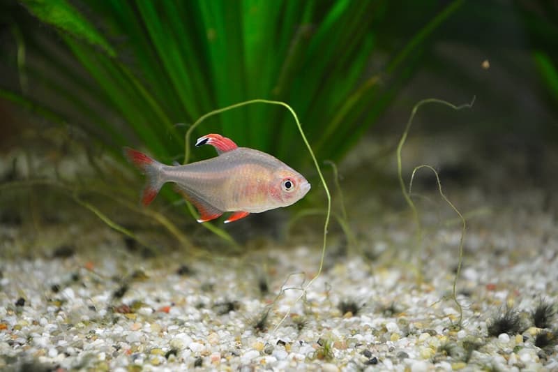 Rosy Tetra (Hyphessobrycon rosaceus) — photo 3 of 5