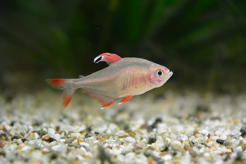 Rosy Tetra (Hyphessobrycon rosaceus) — photo 4 of 5