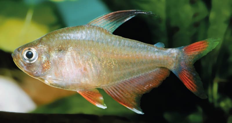 Rosy Tetra (Hyphessobrycon rosaceus) — photo 5 of 5