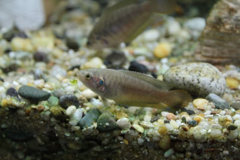 Roundtail Paradise Fish (Macropodus ocellatus) — photo 2 of 5