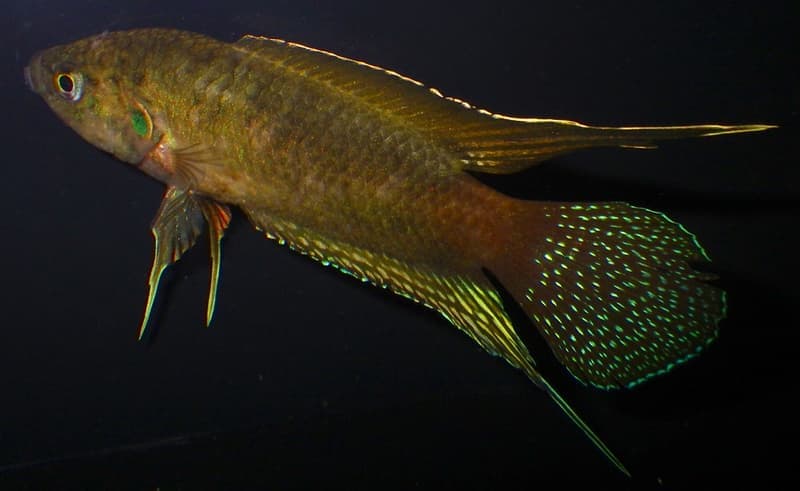 Roundtail Paradise Fish (Macropodus ocellatus) — photo 3 of 5