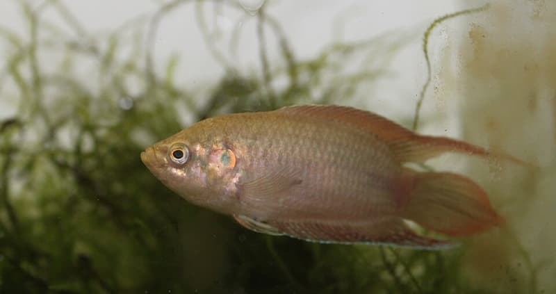 Roundtail Paradise Fish (Macropodus ocellatus) — photo 4 of 5