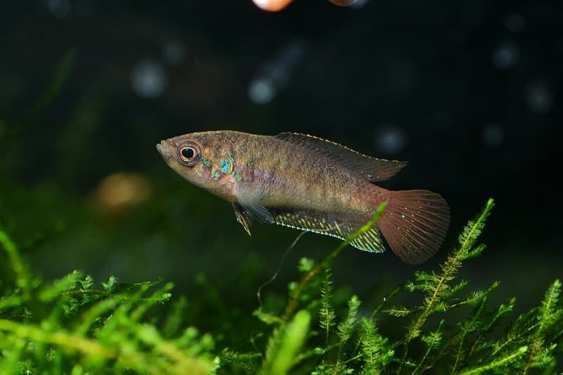 Roundtail Paradise Fish (Macropodus ocellatus) — photo 5 of 5