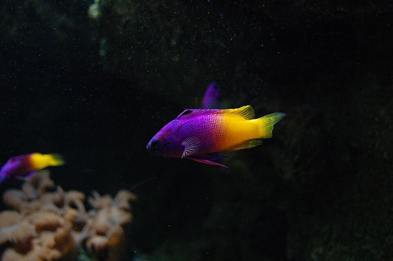 Royal Gramma (Gramma loreto) — photo 1 of 5