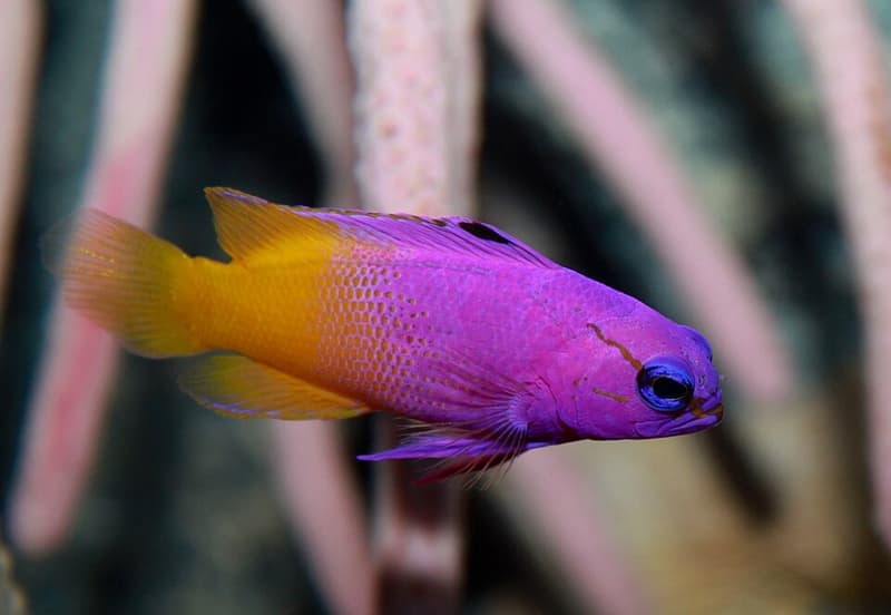 Royal Gramma (Gramma loreto) — photo 2 of 5