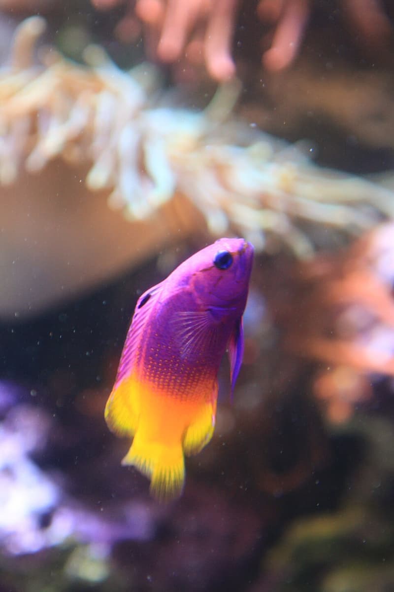 Royal Gramma (Gramma loreto) — photo 4 of 5