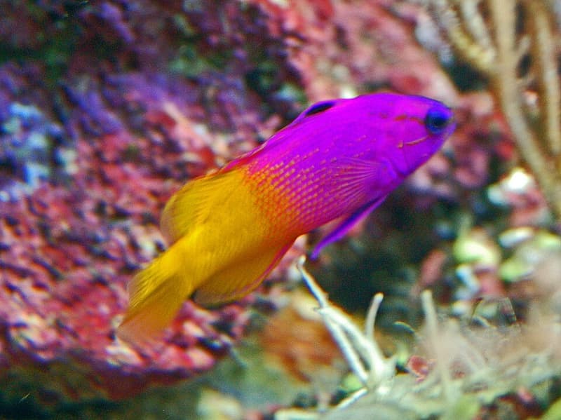 Royal Gramma (Gramma loreto) — photo 5 of 5