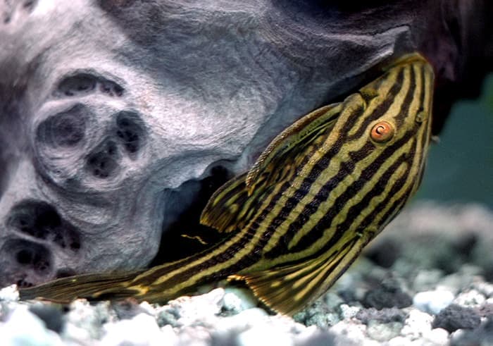 Royal Pleco (Panaque nigrolineatus) — photo 1 of 5