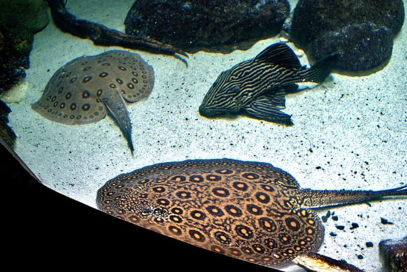 Royal Pleco (Panaque nigrolineatus) — photo 2 of 5