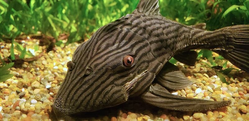 Royal Pleco (Panaque nigrolineatus) — photo 4 of 5