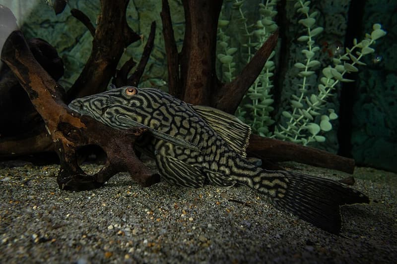 Royal Pleco (Panaque nigrolineatus) — photo 5 of 5