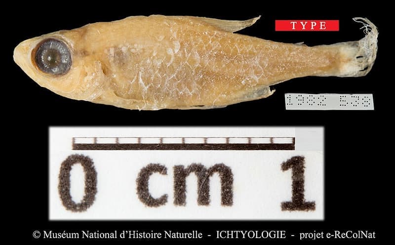 Ruby Tetra (Axelrodia riesei) — photo 1 of 3
