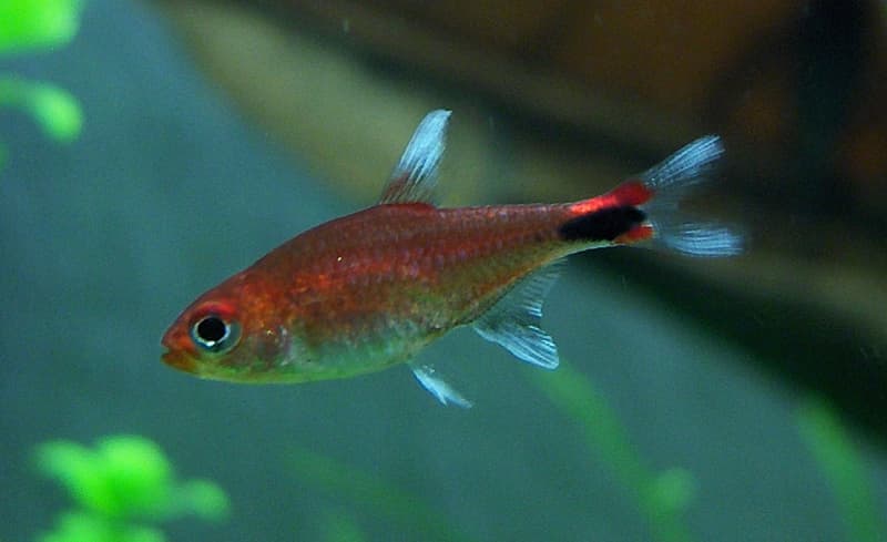 Ruby Tetra (Axelrodia riesei) — photo 2 of 3