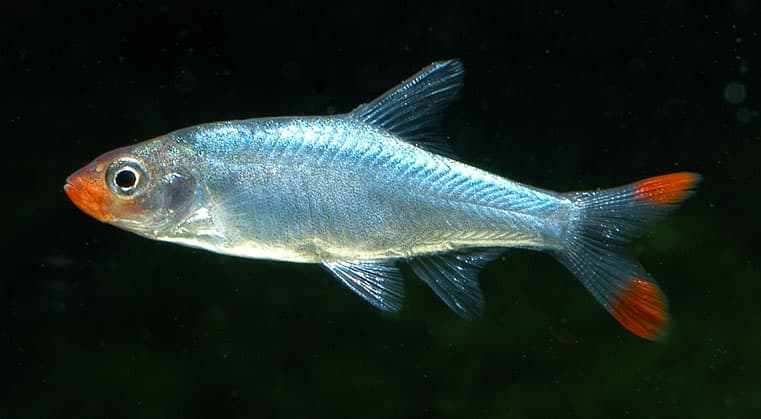 Rummy Nose Rasbora (Sawbwa resplendens) — photo 1 of 1