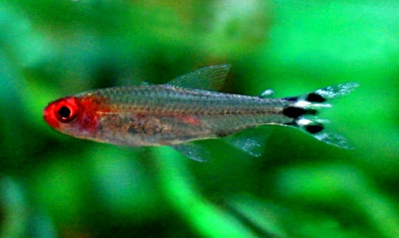 Rummy-nose Tetra (Hemigrammus rhodostomus) — photo 1 of 5
