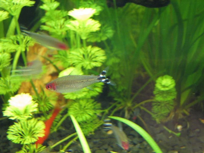Rummy-nose Tetra (Hemigrammus rhodostomus) — photo 2 of 5