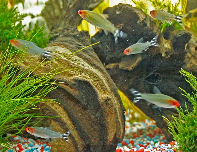 Rummy-nose Tetra (Hemigrammus rhodostomus) — photo 3 of 5
